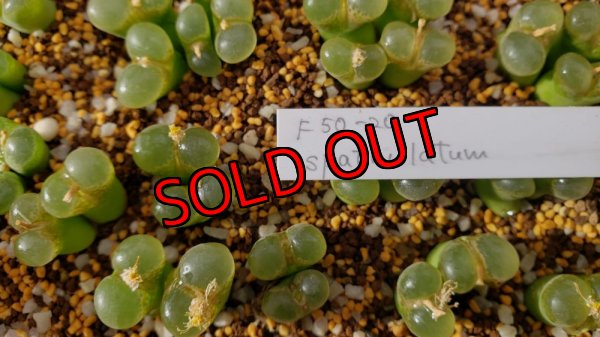 画像1: F50-20 spathulatum【25-12】