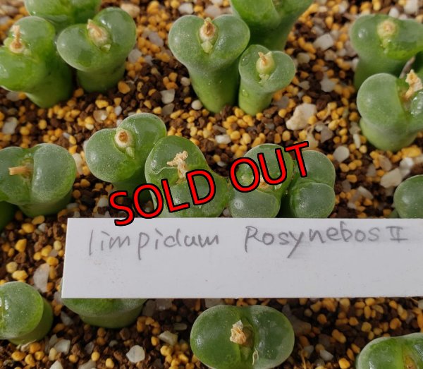 画像2: limpidum RosynebosII【25-12】