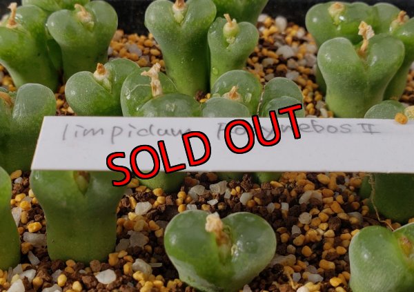 画像1: limpidum RosynebosII【25-12】