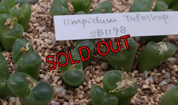 画像2: limpidum Tafelkop SB1198【25-12】