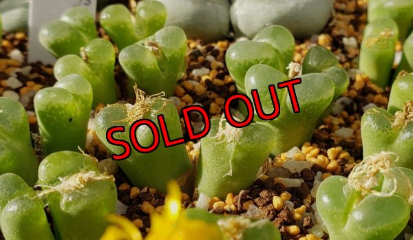 画像3: limpidum Tafelkop SB1198【25-12】