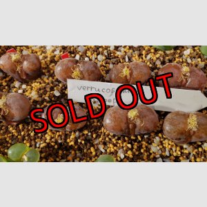 画像: verrucosum Gamoep【25-12】