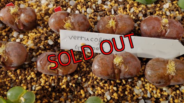 画像1: verrucosum Gamoep【25-12】