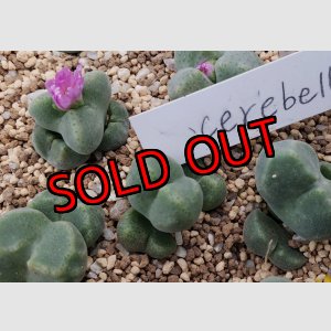 画像: ernstii subsp. cerebellum【25-12】