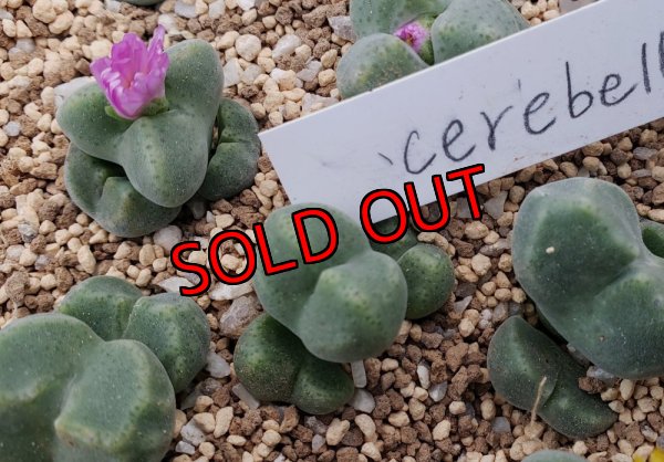 画像1: ernstii subsp. cerebellum【25-12】