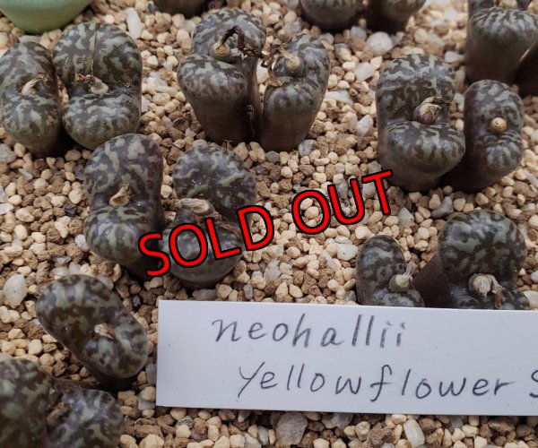 画像2: neohallii, ex SH2070 yellow flower 【25-12】