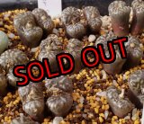 画像: neohallii, ex SH2070 yellow flower 【25-12】