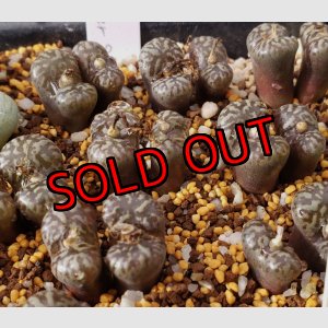 画像: neohallii, ex SH2070 yellow flower 【25-12】