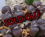 画像: neohallii, ex SH2070 yellow flower /窓【25-12】