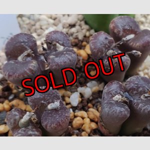 画像: neohallii, ex SH2070 yellow flower /窓【25-12】