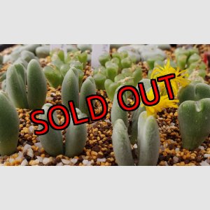 画像: Claviferans H&M 2465【25-12】