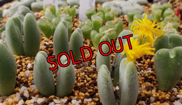 画像1: Claviferans H&M 2465【25-12】