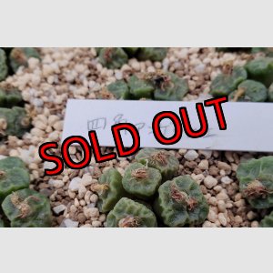 画像: 四角アンゲリカエ【25-12】