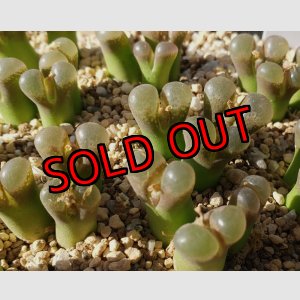 画像:  Praesectum Pofadder【25-12】