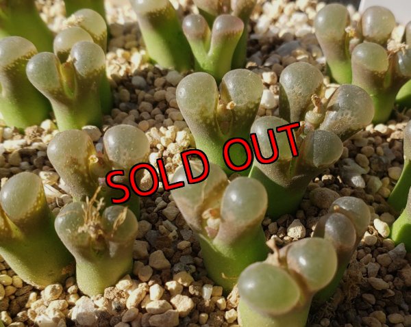 画像1:  Praesectum Pofadder【25-12】