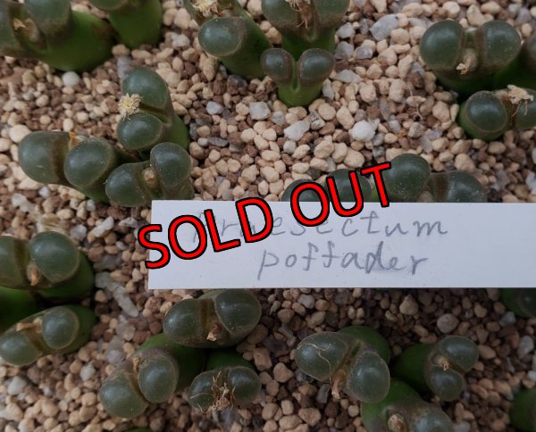 画像2:  Praesectum Pofadder【25-12】