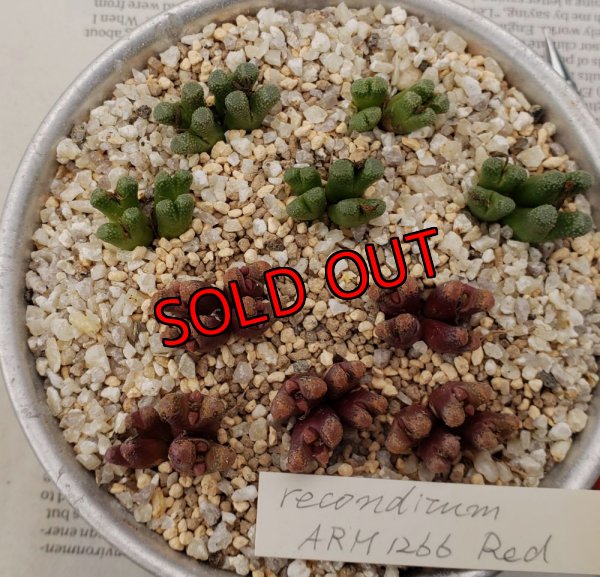 画像2: reconditum ARM1266 Red 【25-12】