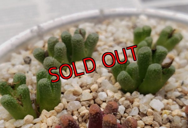 画像1: reconditum ARM1266 "Green type"【25-12】