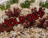 画像: reconditum ARM1266 Red 【25-12】