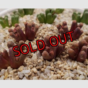 画像: reconditum ARM1266 Red 【25-12】