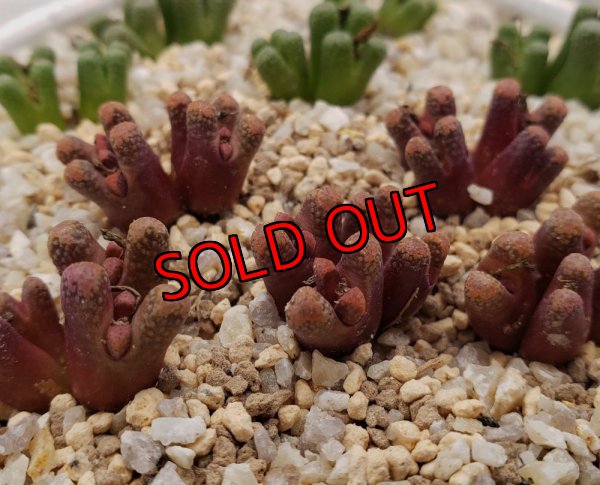 画像1: reconditum ARM1266 Red 【25-12】