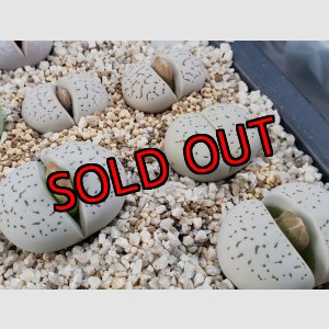 画像:  vanzylii【25-11】