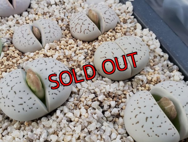 画像1:  vanzylii【25-11】