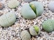 サンプル画像です