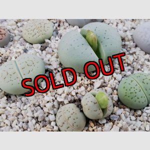 画像:  vanzylii　Emerald【25-11】