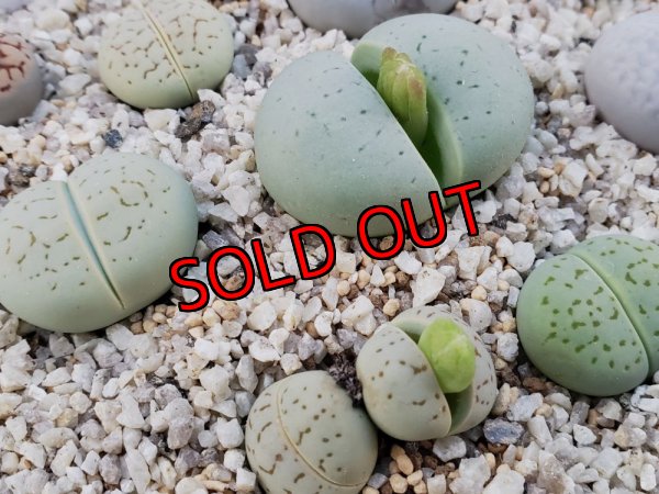 2Hの分は色が薄いですがエメラルドです