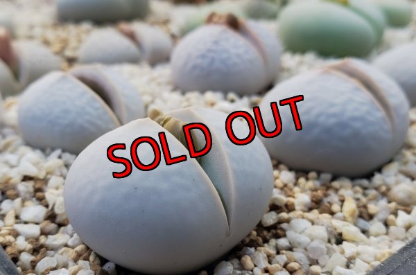 画像2: Dintheranthus pole-evansii 南蛮玉【25-11】