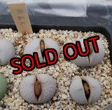 画像: Dintheranthus pole-evansii 南蛮玉【25-11】