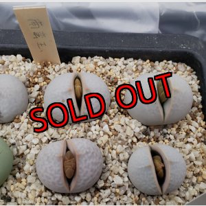 画像: Dintheranthus pole-evansii 南蛮玉【25-11】