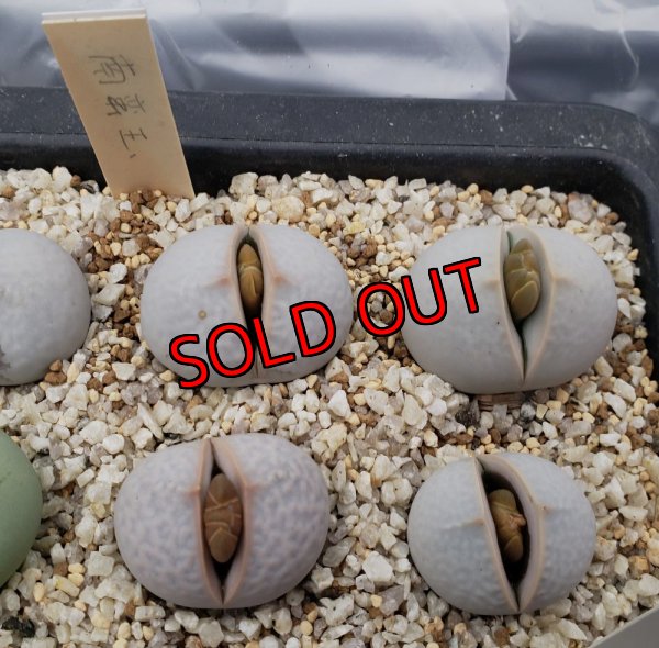 画像1: Dintheranthus pole-evansii 南蛮玉【25-11】