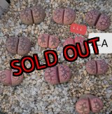 画像: Yamato Granat【25-11】