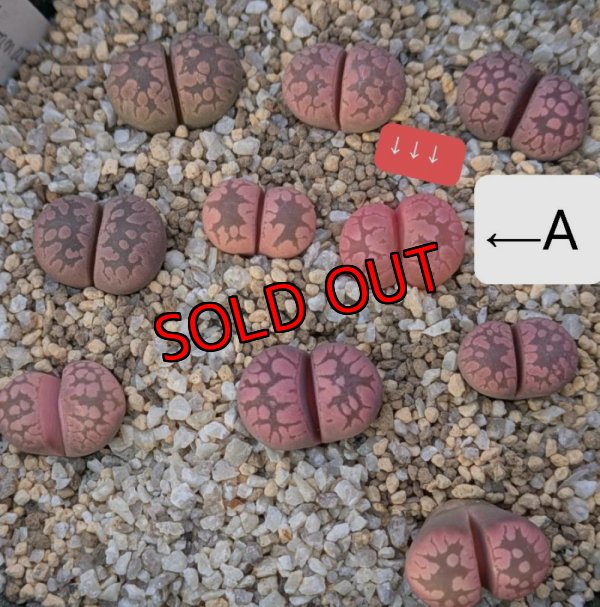 画像1: Yamato Granat【25-11】