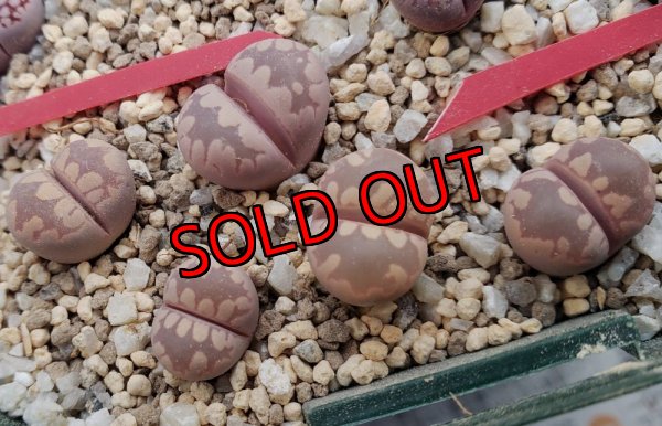 画像1:  'Pink -Otsue' ex. C128/2H【25-11】