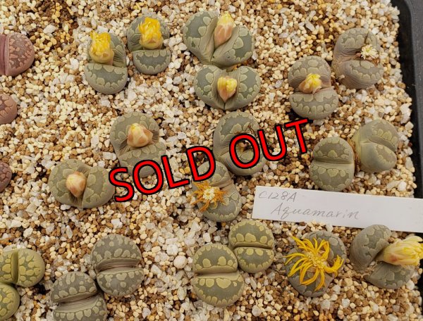 画像2:  Aquamarin C128A/2H 【25-11】