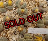 画像:  Aquamarin C128A/2H 【25-11】