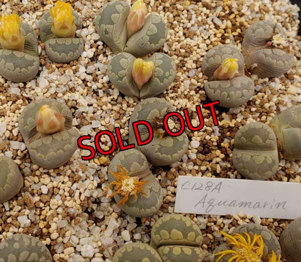 画像1:  Aquamarin C128A/2H 【25-11】