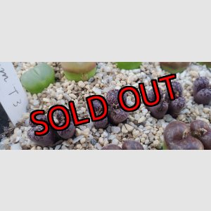 画像: pellucidum ssp. neohalii  ”Makin`s Plum”T3【25-11】