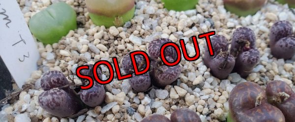 画像1: pellucidum ssp. neohalii  ”Makin`s Plum”T3【25-11】