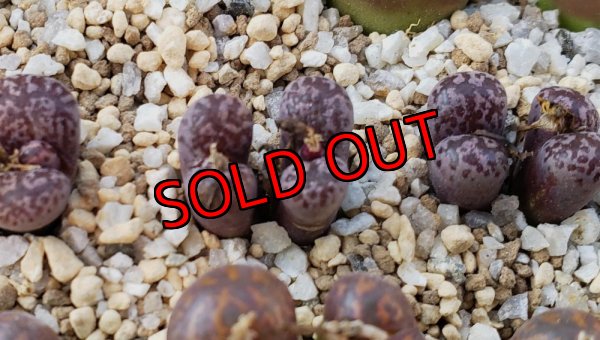 画像2: pellucidum ssp. neohalii  ”Makin`s Plum”T3【25-11】