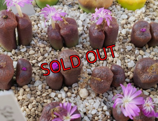 画像1:  lithopsoides ssp. boreale【25-12】