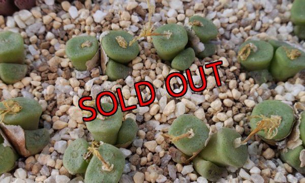 画像2: cubicum ex. Purple Eye【25-11】