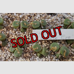 画像: cubicum ex. Purple Eye【25-11】