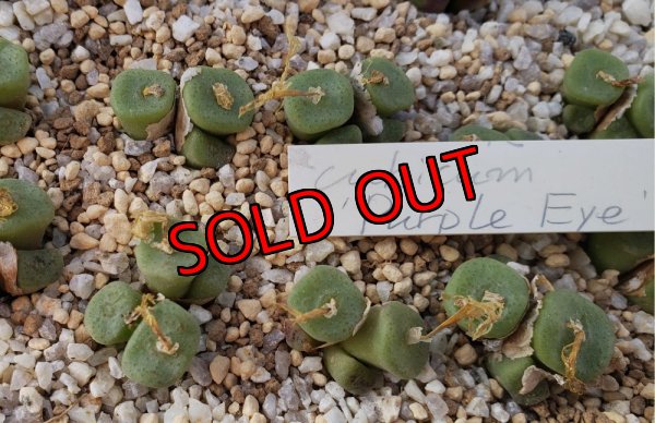 画像1: cubicum ex. Purple Eye【25-11】