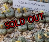 画像: stenandrum LAV28279【25-11】