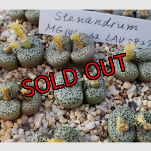 画像: stenandrum LAV28279【25-12】