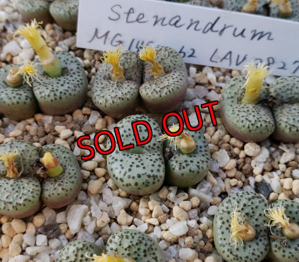 画像1: stenandrum LAV28279【25-11】